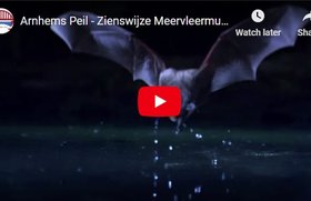 2020-10-07-arnhemspeil-video-zienswijze-meervleermuis-bestemmingsplan-gebiedsontwikkeling-stadsblokken-meinerswijk
